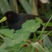 Black Crake